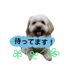 ミックス犬りょうま1（修正版（個別スタンプ：3）