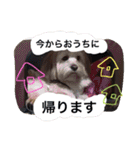 ミックス犬りょうま1（修正版（個別スタンプ：5）