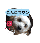 ミックス犬りょうま1（修正版（個別スタンプ：6）