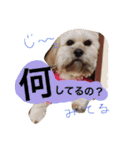 ミックス犬りょうま1（修正版（個別スタンプ：7）