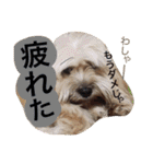 ミックス犬りょうま1（修正版（個別スタンプ：9）