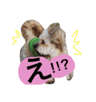 ミックス犬りょうま1（修正版（個別スタンプ：10）
