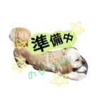 ミックス犬りょうま1（修正版（個別スタンプ：11）