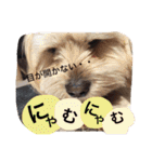 ミックス犬りょうま1（修正版（個別スタンプ：12）