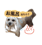 ミックス犬りょうま1（修正版（個別スタンプ：13）