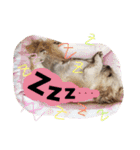 ミックス犬りょうま1（修正版（個別スタンプ：14）