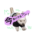 ミックス犬りょうま1（修正版（個別スタンプ：15）