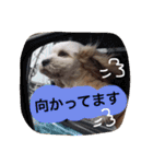 ミックス犬りょうま1（修正版（個別スタンプ：16）