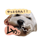 ミックス犬りょうま1（修正版（個別スタンプ：18）