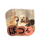 ミックス犬りょうま1（修正版（個別スタンプ：19）