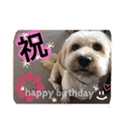 ミックス犬りょうま1（修正版（個別スタンプ：20）