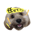 ミックス犬りょうま1（修正版（個別スタンプ：21）