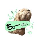 ミックス犬りょうま1（修正版（個別スタンプ：22）