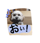 ミックス犬りょうま1（修正版（個別スタンプ：23）