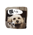 ミックス犬りょうま1（修正版（個別スタンプ：24）