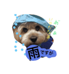 ミックス犬りょうま1（修正版（個別スタンプ：25）