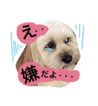 ミックス犬りょうま1（修正版（個別スタンプ：26）