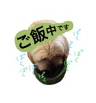 ミックス犬りょうま1（修正版（個別スタンプ：27）