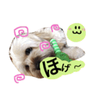 ミックス犬りょうま1（修正版（個別スタンプ：28）