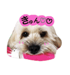 ミックス犬りょうま1（修正版（個別スタンプ：29）