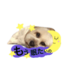 ミックス犬りょうま1（修正版（個別スタンプ：30）