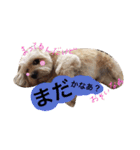 ミックス犬りょうま1（修正版（個別スタンプ：31）