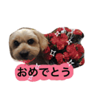 ミックス犬りょうま1（修正版（個別スタンプ：32）