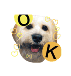 ミックス犬りょうま1（修正版（個別スタンプ：34）