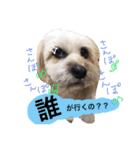 ミックス犬りょうま1（修正版（個別スタンプ：35）