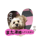 ミックス犬りょうま1（修正版（個別スタンプ：37）