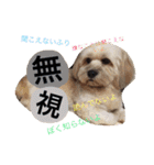 ミックス犬りょうま1（修正版（個別スタンプ：38）