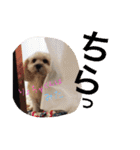 ミックス犬りょうま1（修正版（個別スタンプ：39）