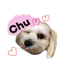 ミックス犬りょうま1（修正版（個別スタンプ：40）