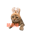 neko says（個別スタンプ：1）