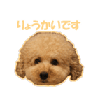 プードルのわんたん（個別スタンプ：1）