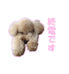 プードルのわんたん（個別スタンプ：6）