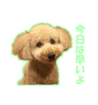 プードルのわんたん（個別スタンプ：7）