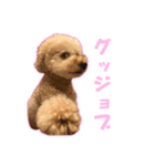 プードルのわんたん（個別スタンプ：8）