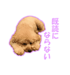 プードルのわんたん（個別スタンプ：9）