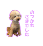 プードルのわんたん（個別スタンプ：10）