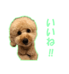 プードルのわんたん（個別スタンプ：13）