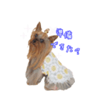 ワクワクヨーキー①（個別スタンプ：5）