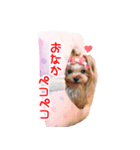 ワクワクヨーキー①（個別スタンプ：6）