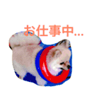 まるさんかくしーかく（個別スタンプ：10）