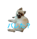 まるさんかくしーかく（個別スタンプ：11）