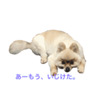 まるさんかくしーかく（個別スタンプ：13）