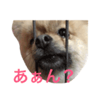 まるさんかくしーかく（個別スタンプ：15）