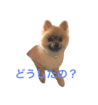 まるさんかくしーかく（個別スタンプ：19）