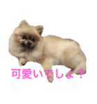 まるさんかくしーかく（個別スタンプ：22）