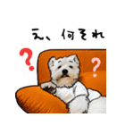 もちまさんちのワンちゃんスタンプ（個別スタンプ：4）